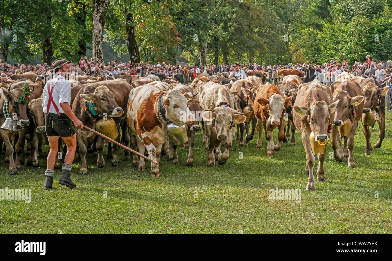  Almabtrieb in oberstdorf -Fotos und -Bildmaterial in hoher Auflösung Bildidee 