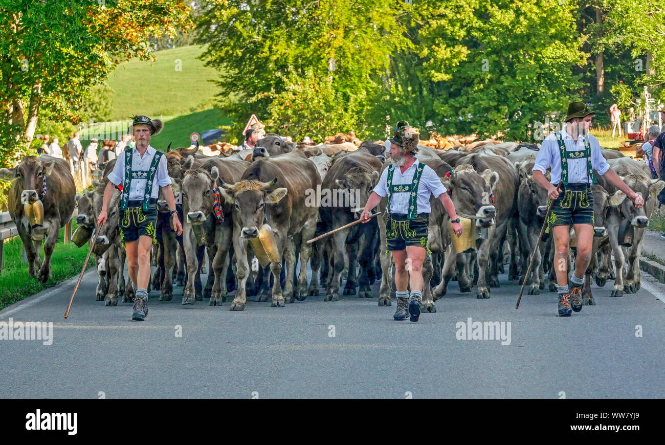 Almabtrieb in Schöbel llang in der Nähe von Oberstdorf, Allgäu, Schwaben, Bayern, Deutschland Stockfoto