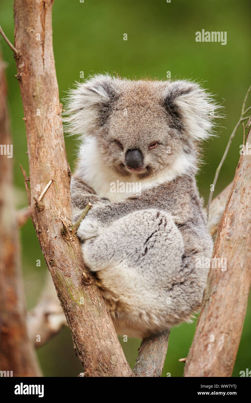Koala (Phascolarctos cinereus) auf einem Bambus Baum, in Kamera suchen,  Nahaufnahme, Victotria, Australien Stockfotografie - Alamy