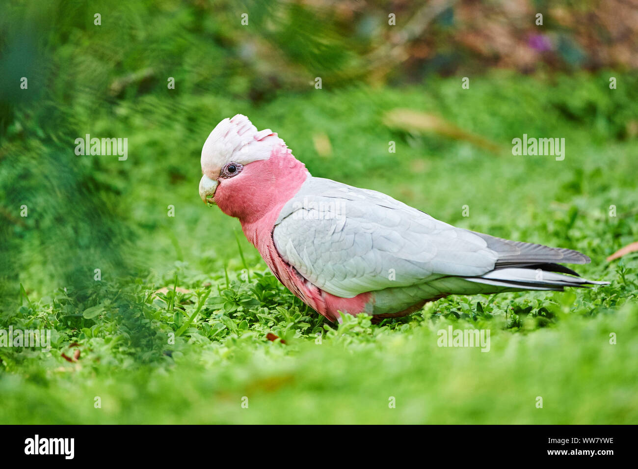 Galah (Eolophus roseicapilla), Wiese, Seitenansicht, stehend, Tierwelt, Nahaufnahme, Victoria, Australien Stockfoto