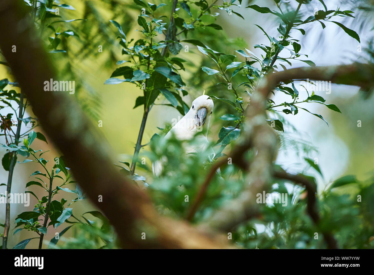 Schwefel-Crested cockatoo (Cacatua galerita) in einem Wald, Zweig, Sitzen, Tierwelt, Dandenong Ranges National Park, Victoria, Australien Stockfoto
