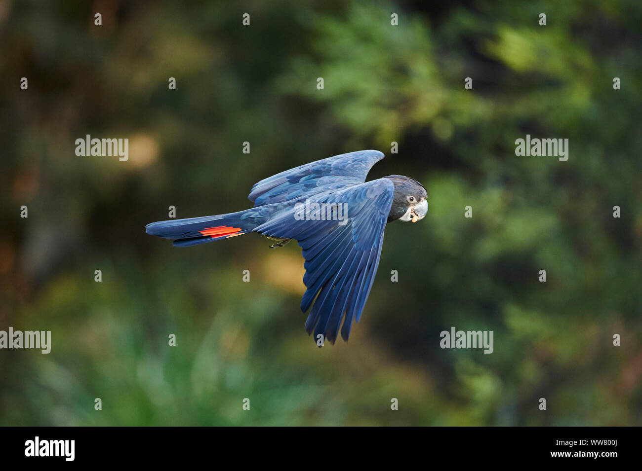 Red-tailed black Cockatoo (Calyptorhynchus banksii) fliegen, Seitenansicht, Victoria, Australien Stockfoto