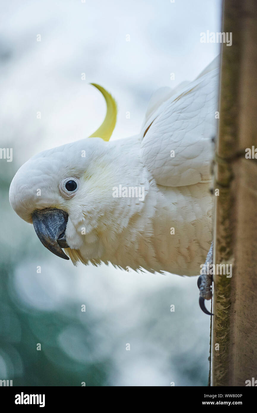 Schwefel-Crested cockatoo (Cacatua galerita) in einem Wald, Zweig, Sitzen, Tierwelt, Dandenong Ranges National Park, Victoria, Australien Stockfoto