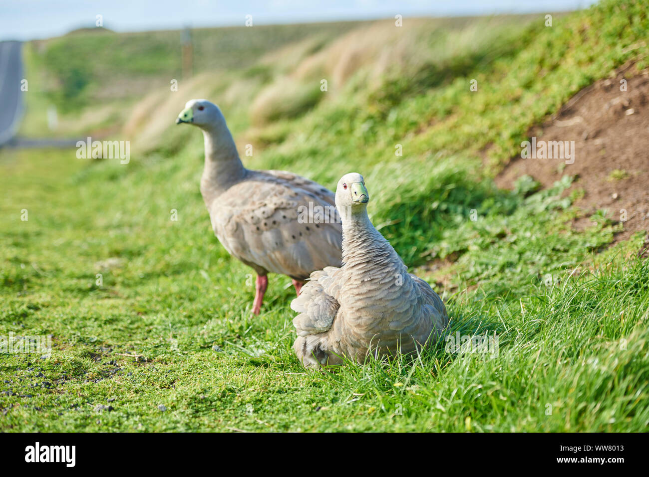 Cape Barren goose (Cereopsis novaehollandiae), Wiese, Nahaufnahme, Seite, Ansicht, Wildlife, Phillip Island, Victoria, Australien Stockfoto