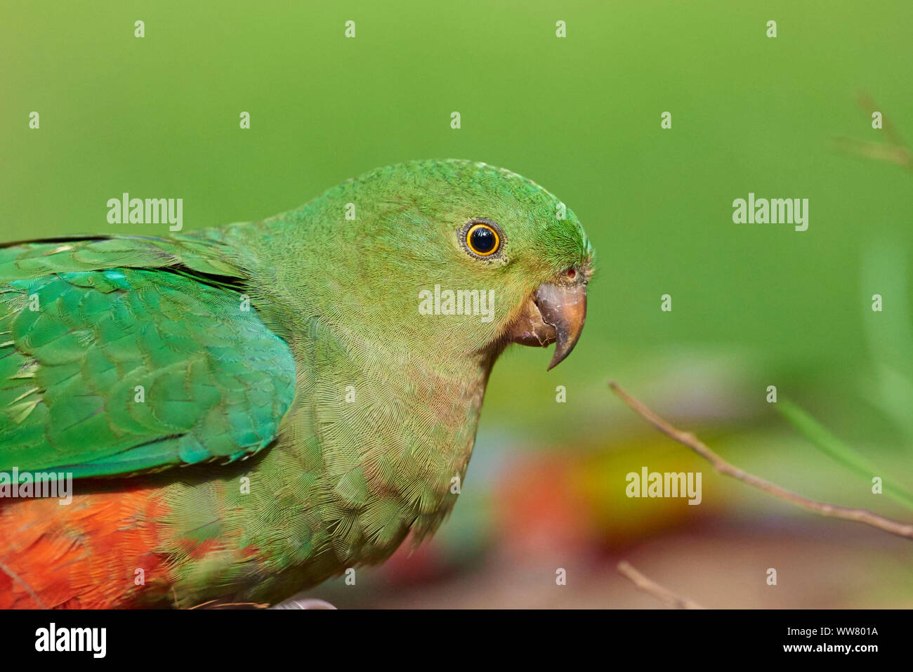 Australische König Parrot (Alisterus scapularis) Weiblich, Seitenansicht, Nahaufnahme, Wildlife, Dandenong Ranges National Park, Victoria, Australien Stockfoto