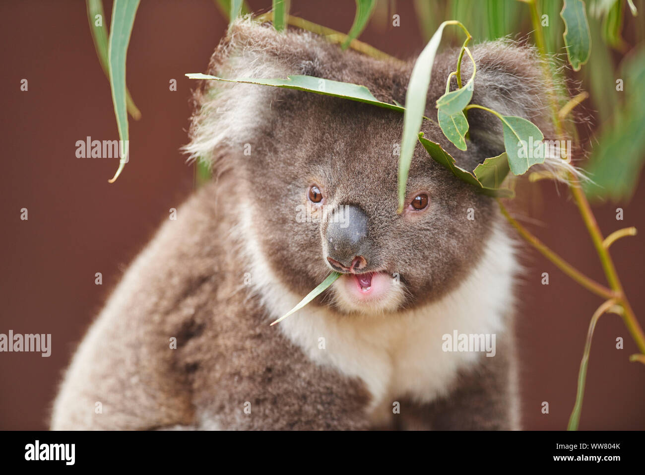 Koala (Phascolarctos cinereus) auf einem Bambus Baum, in Kamera suchen,  Nahaufnahme, Victotria, Australien Stockfotografie - Alamy