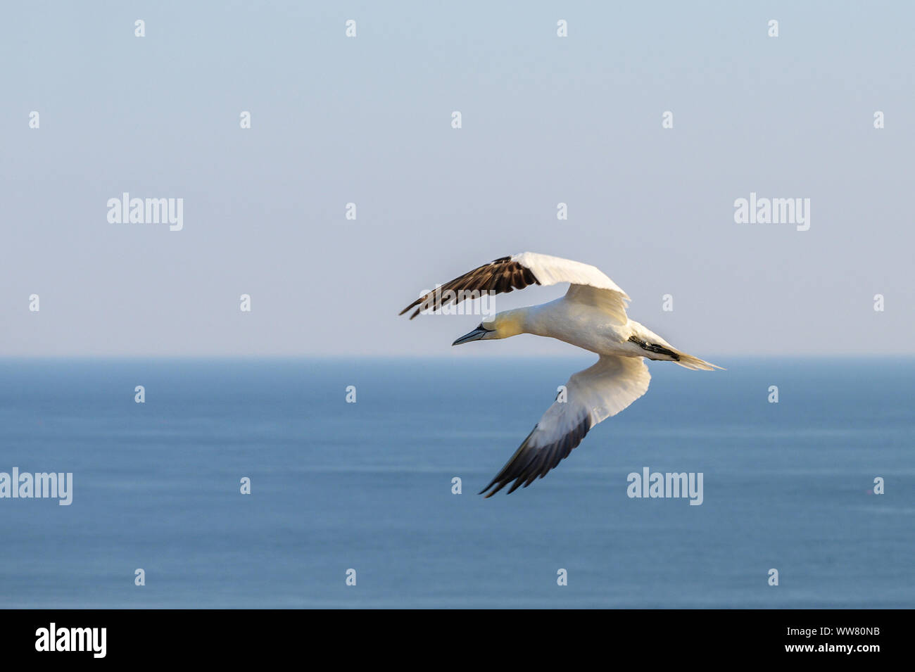 Flying northern Gannet (Morus bassanus) über dem Wasser, in der Nähe der Insel Helgoland in der Nordsee Deutschland, blauer Himmel, Platz kopieren Stockfoto