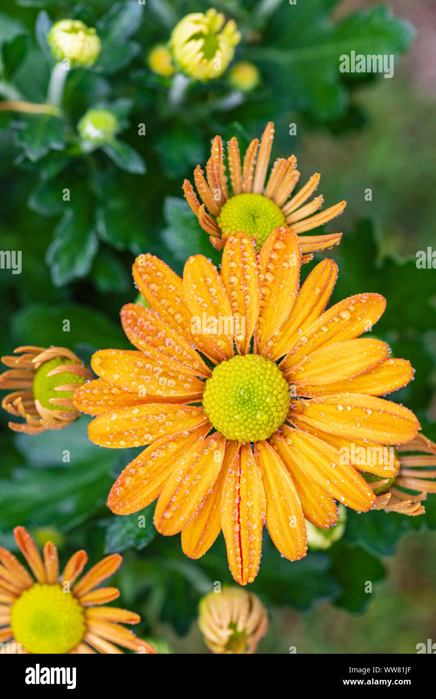 Indische Chrysantheme chrysanthemum Indicum, Blüten, Nahaufnahme Stockfoto