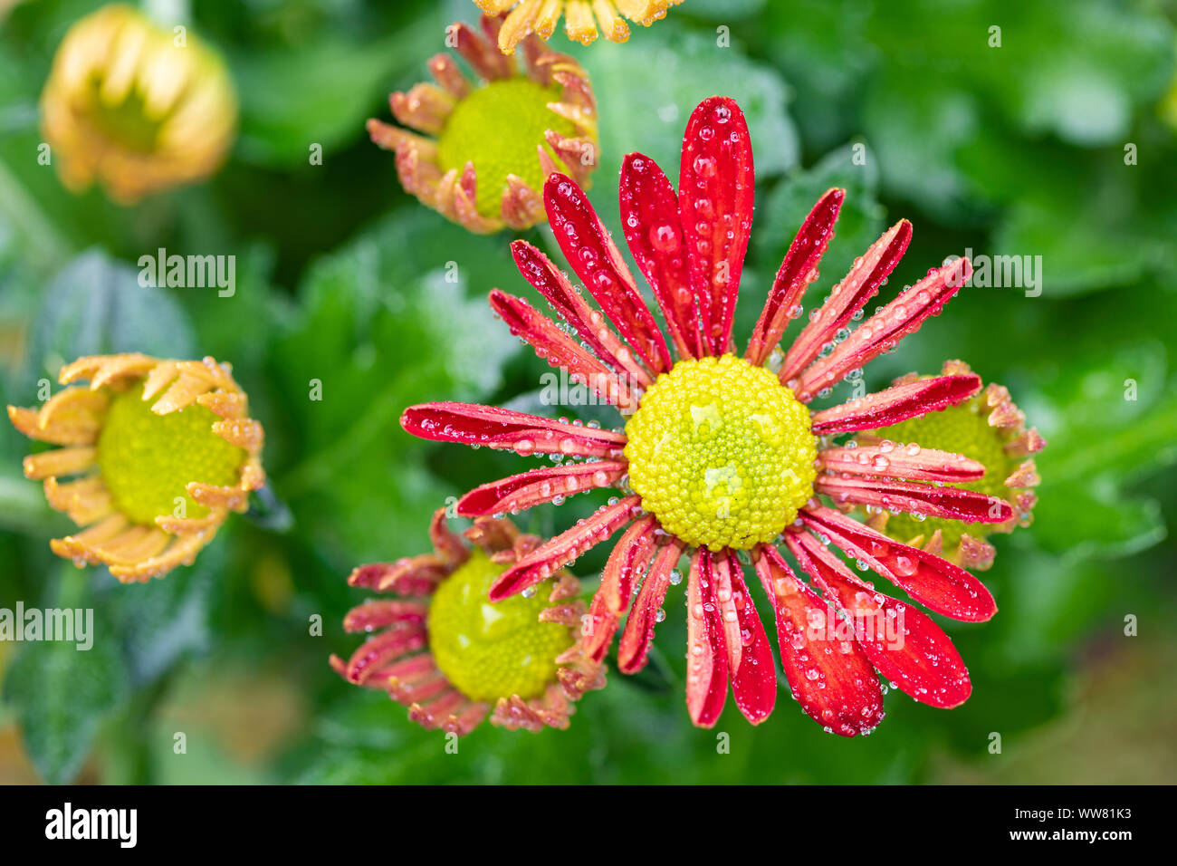 Indische Chrysantheme chrysanthemum Indicum, Blüten, Nahaufnahme Stockfoto