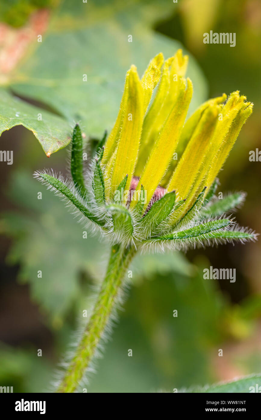Blossom von Rudbeckia fulgida, gold Sturm oder coneflower, Knospe, Blüte Stockfoto