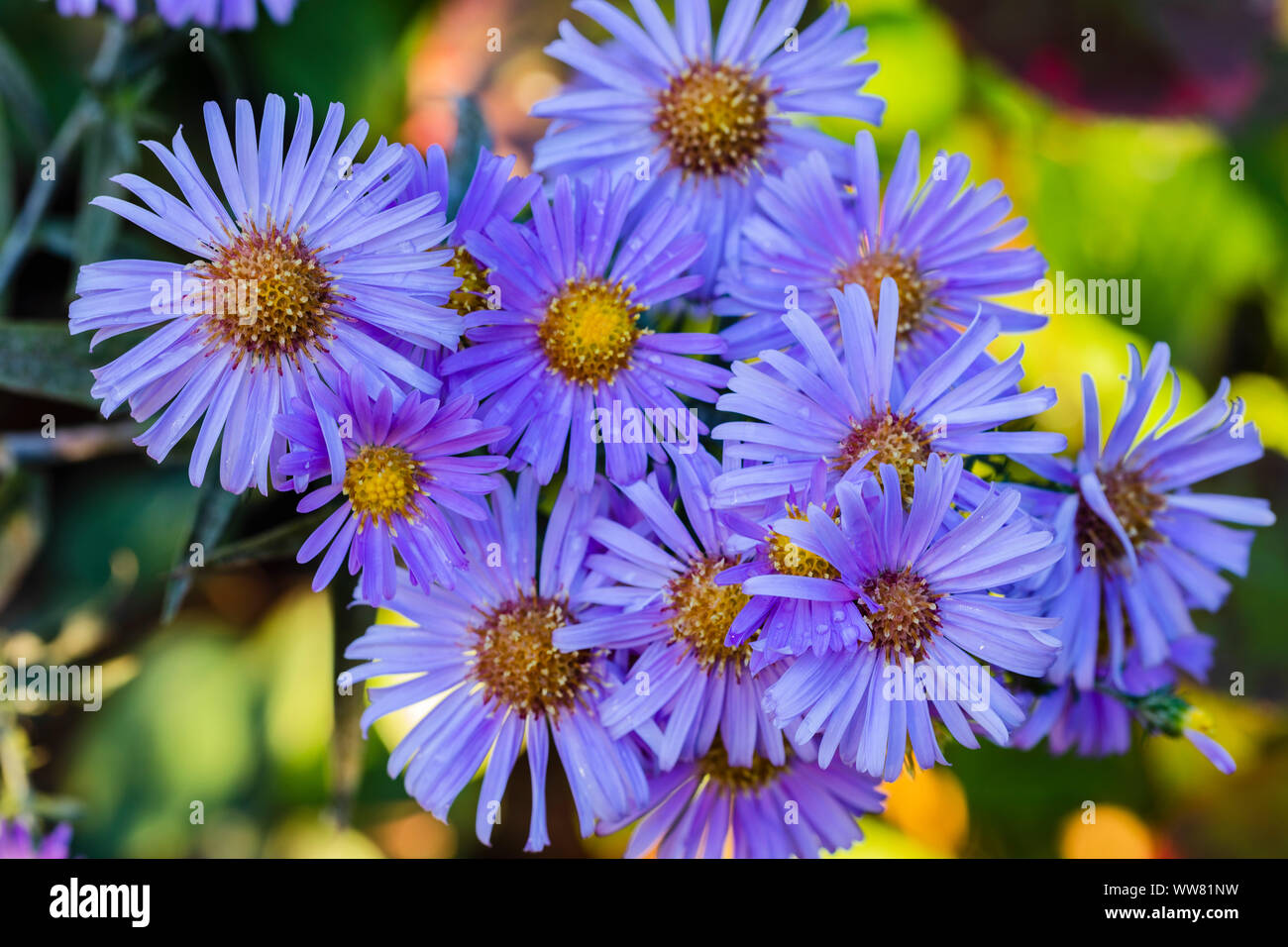New York aster, Aster novi-belgii, Sorte "Langfristige blau', wilde Chrysantheme, Nahaufnahme, gefüllte Blüte Stockfoto