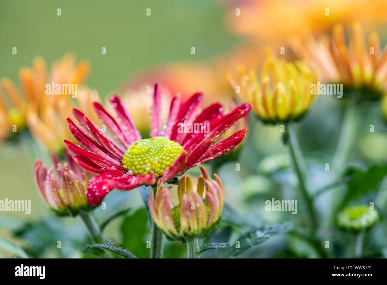 Indische Chrysantheme chrysanthemum Indicum, Blüten, Nahaufnahme Stockfoto