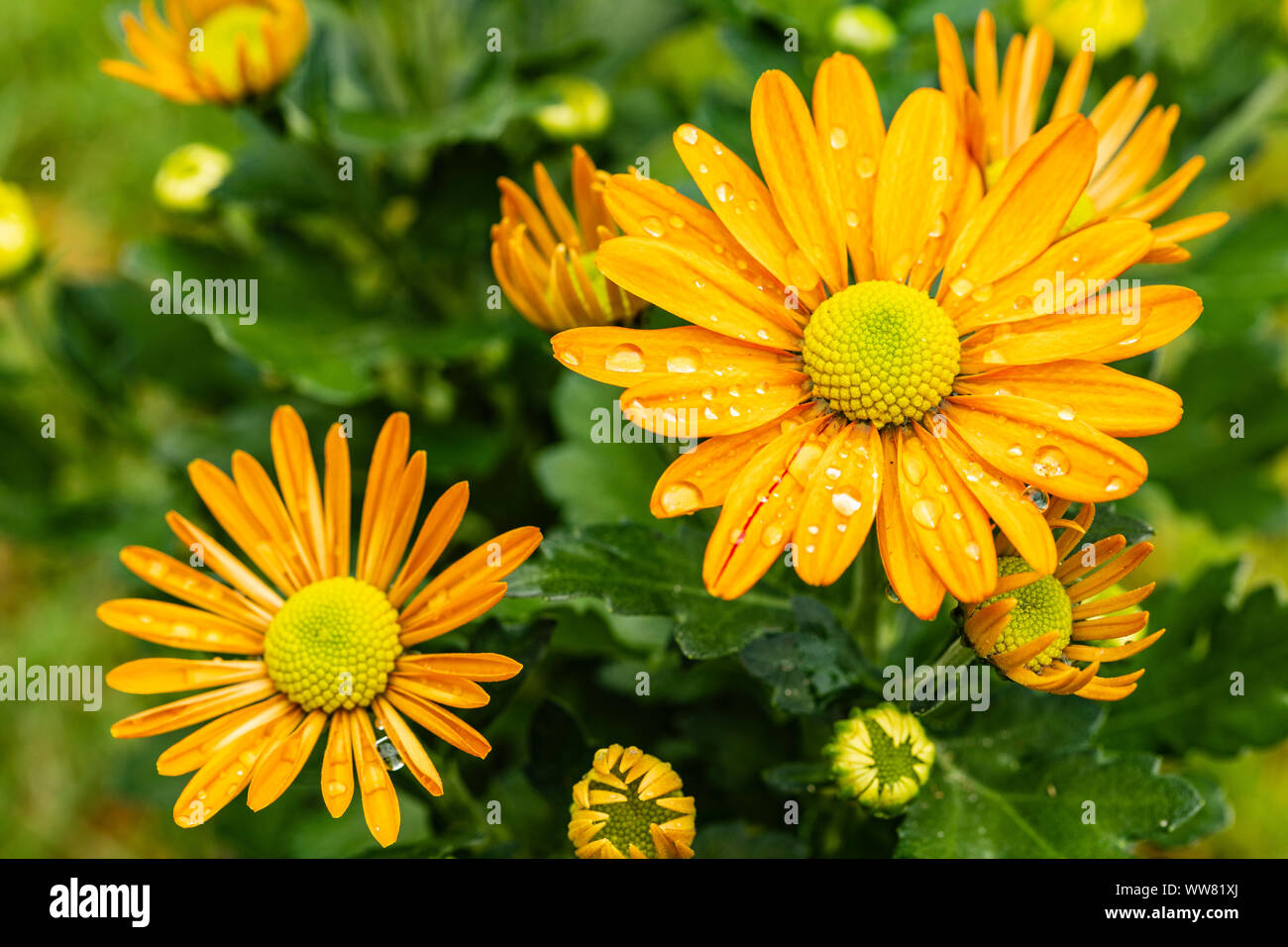 Indische Chrysantheme chrysanthemum Indicum, Blüten, Nahaufnahme Stockfoto