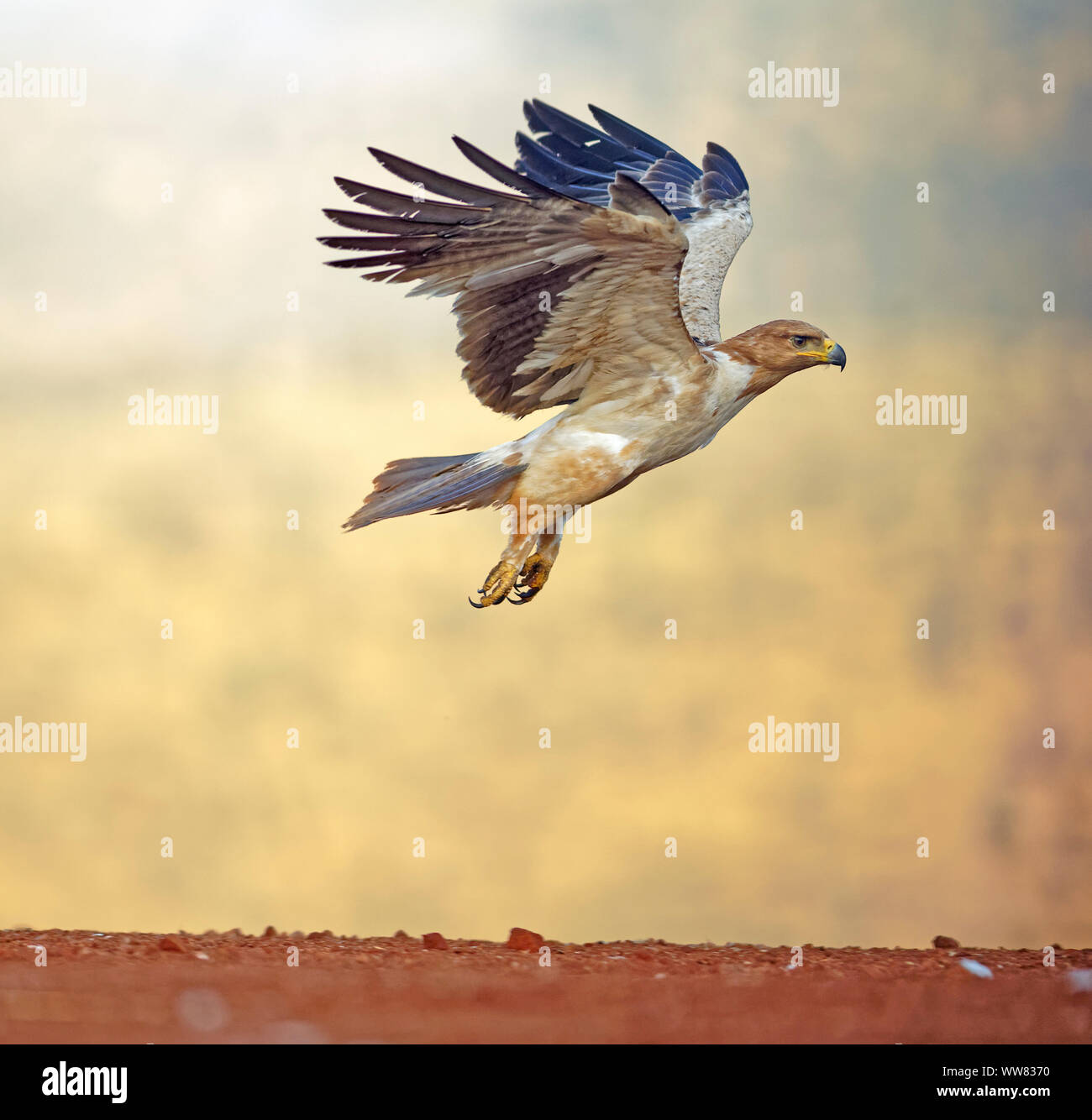 Tawny Eagle auf dem Flügel, Kwazulu-Natal, Südafrika Stockfoto