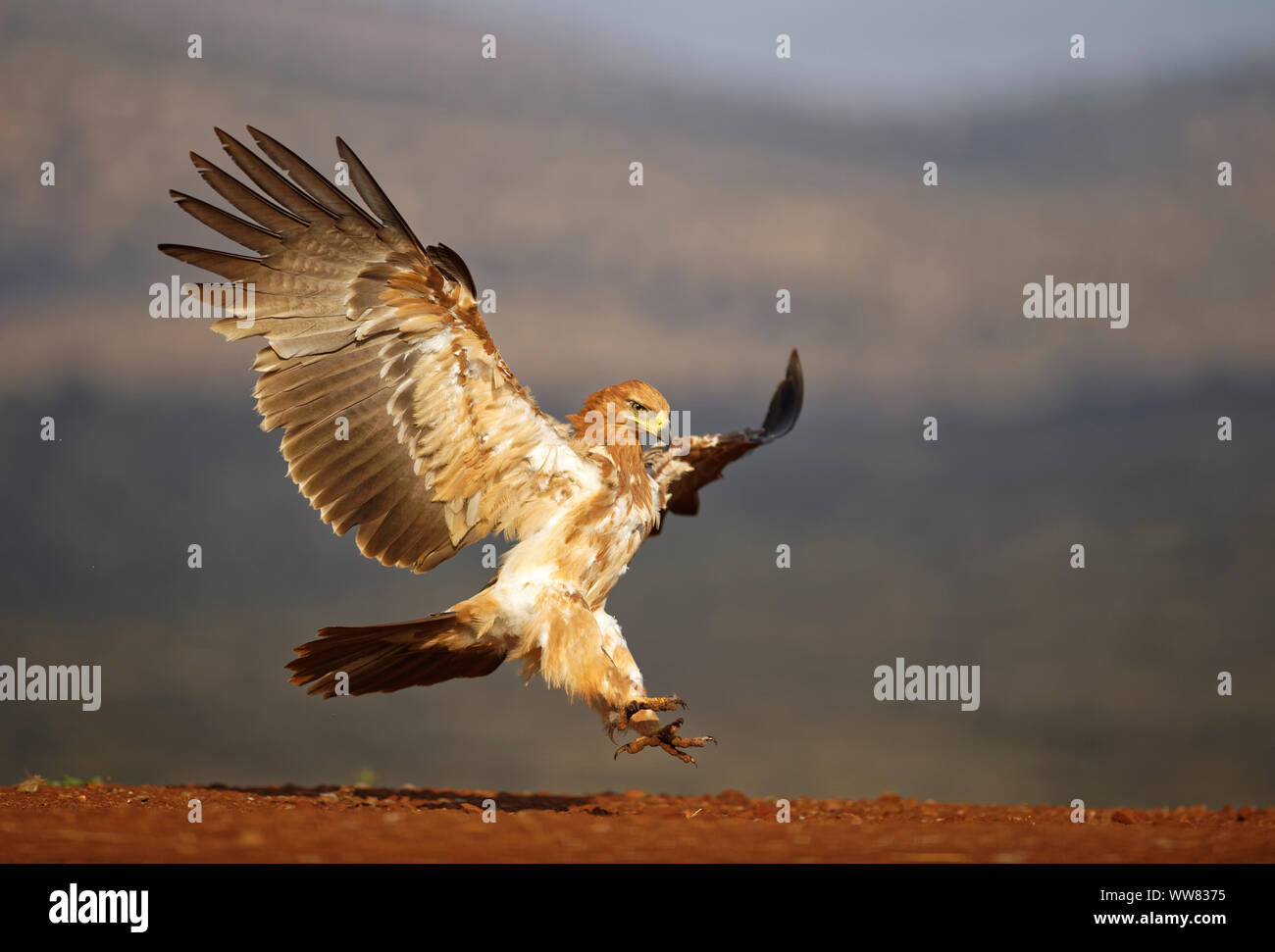 Landung Tawny eagle, Kwazulu-Natal, Südafrika Stockfoto