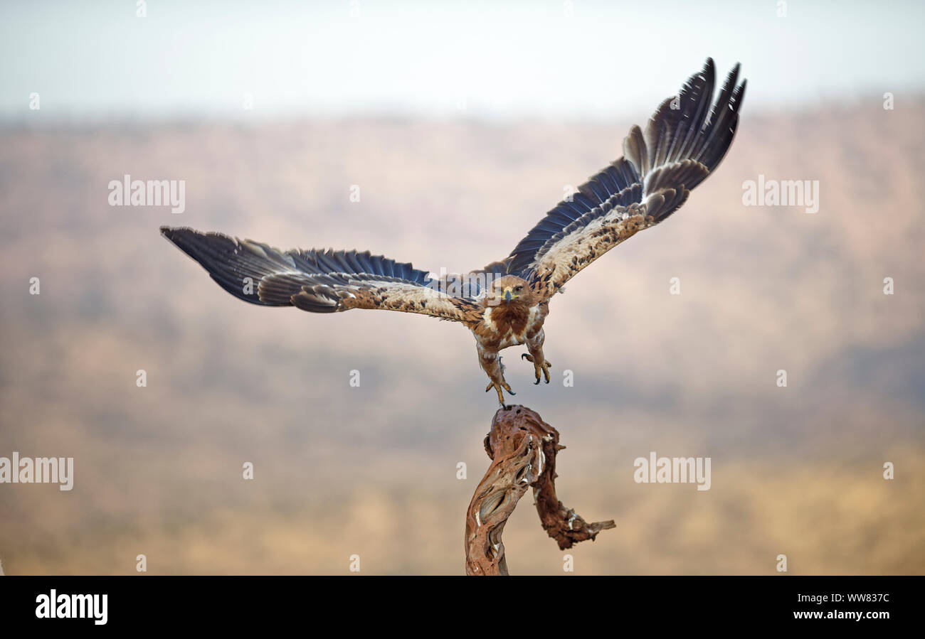 Starten Tawny eagle, Kwazulu-Natal, Südafrika Stockfoto