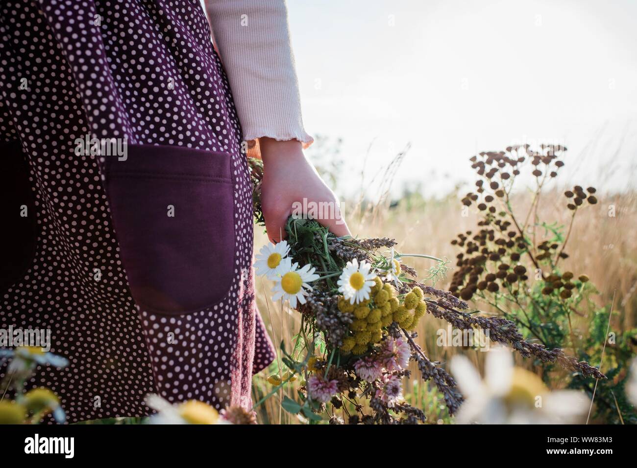 Junge Mädchen Hand ein Bündel von Wildblumen auf einer Wiese bei Sonnenuntergang Stockfoto