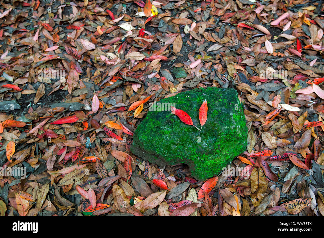 Autumnally farbige Blätter auf Grün bemoosten Stein, Kreisbahn Las Raices Lomo La Jara bei Aguamansa Stockfoto