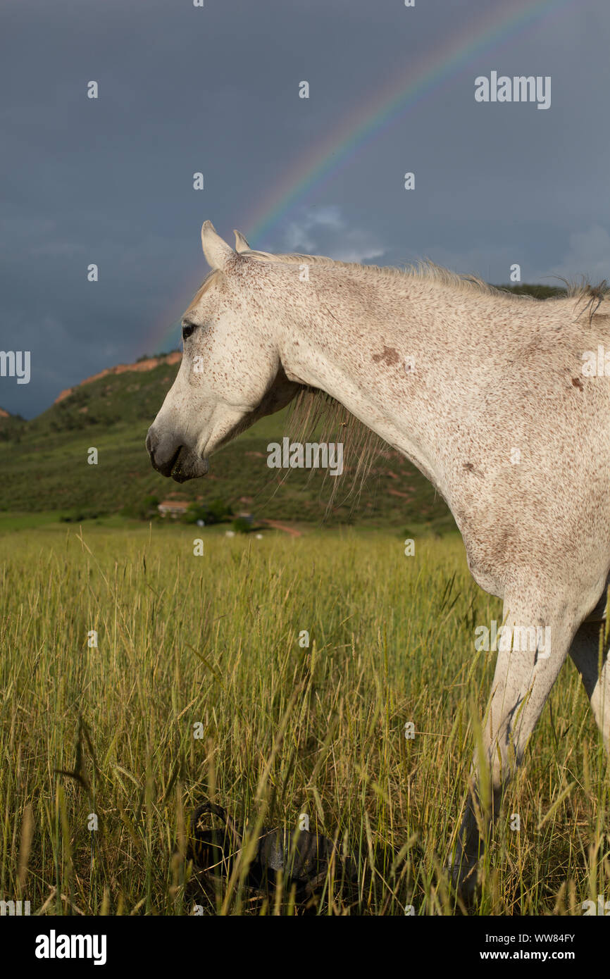 Seitenansicht des Pferd mit Regenbogen in einem Feld Stockfoto