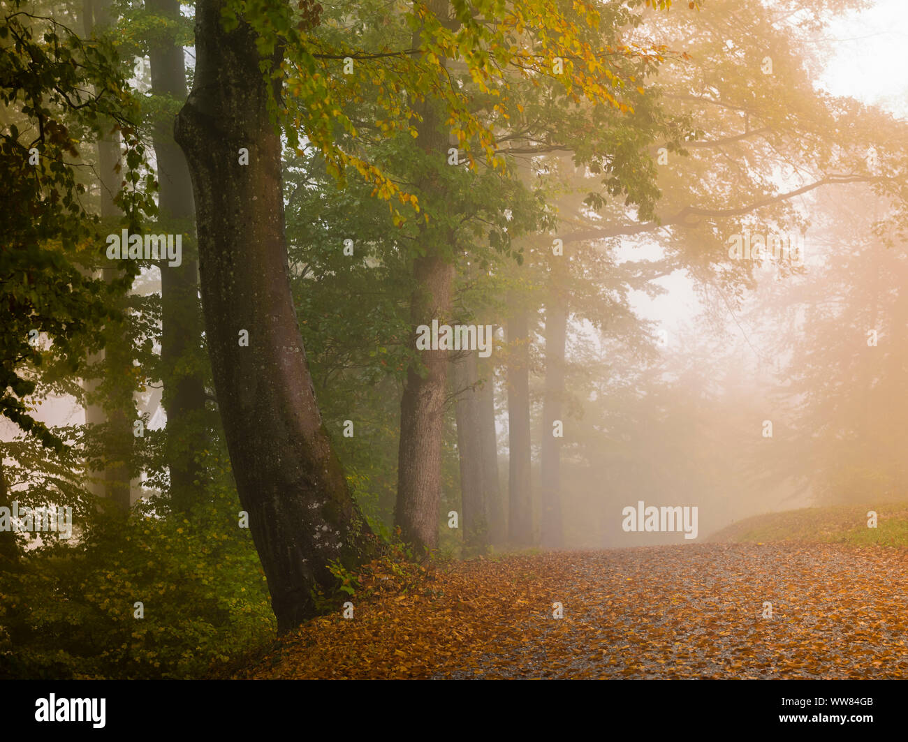 Die herbstlichen Nebel Wald Stockfoto