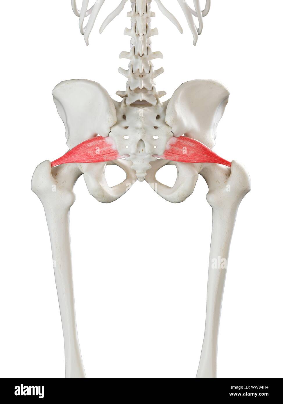 Piriformis muscle Fotos und Bildmaterial in hoher Auflösung Alamy