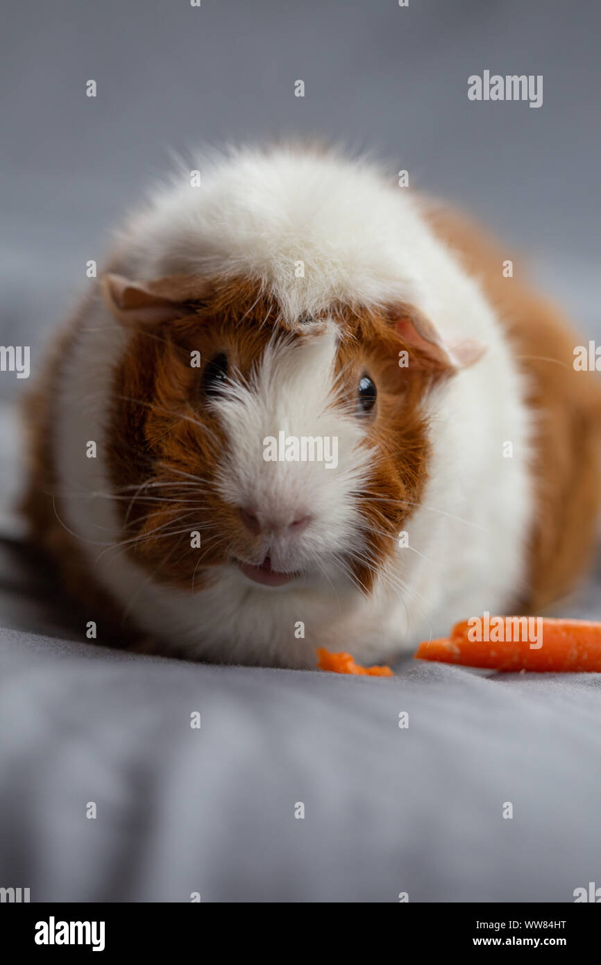 Meerschweinchen essen Karotte Hochformat Stockfoto