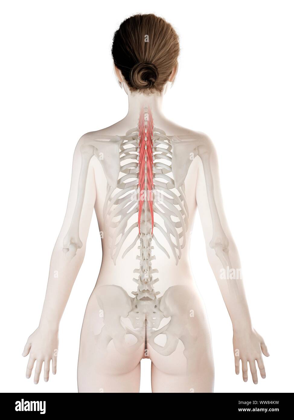 Semispinalis thoracis Muskel, Abbildung Stockfoto