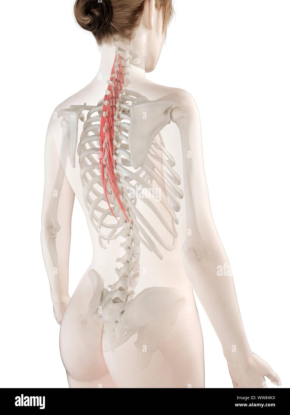 Semispinalis thoracis Muskel, Abbildung Stockfoto