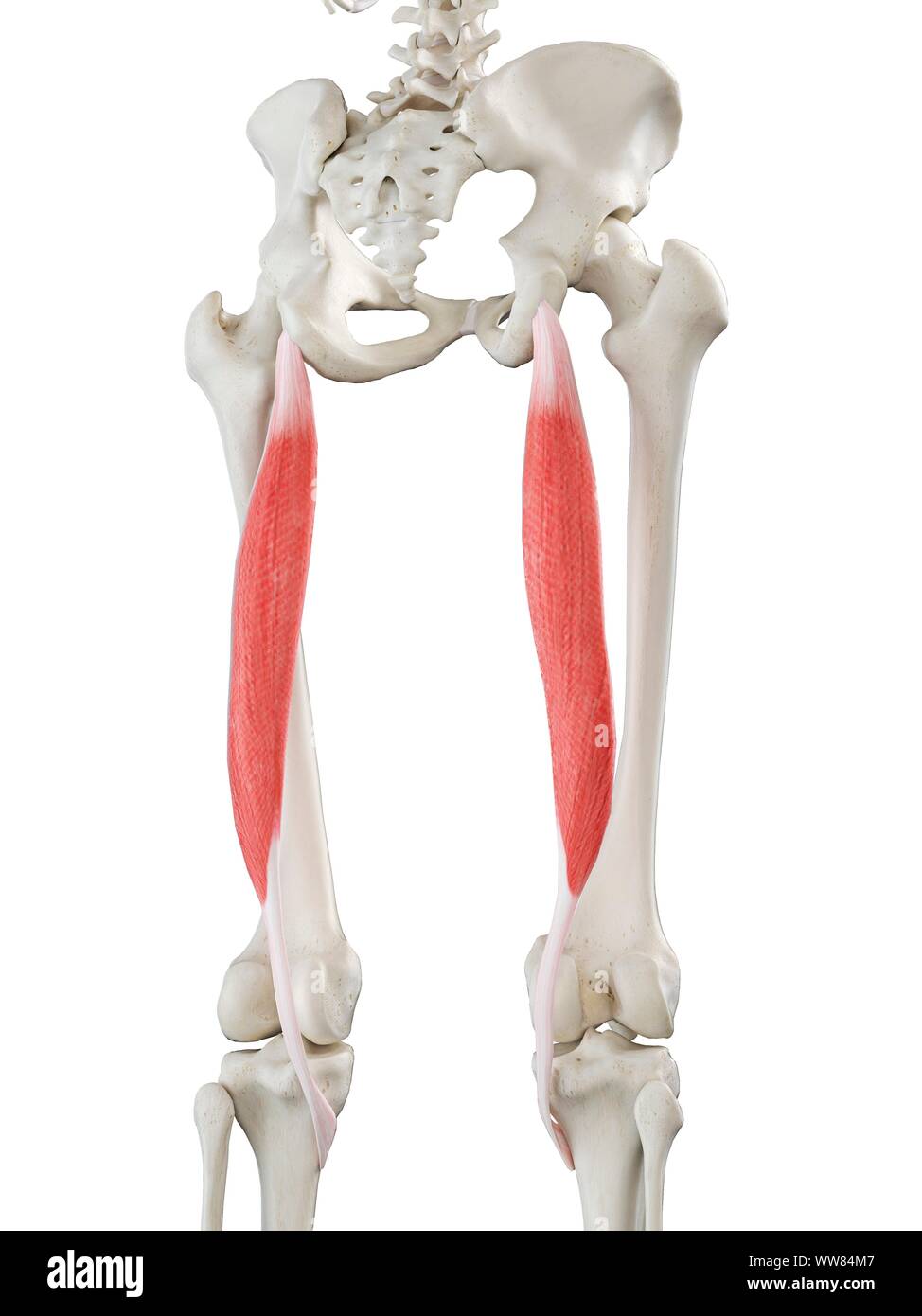 Semitendinosus мышца