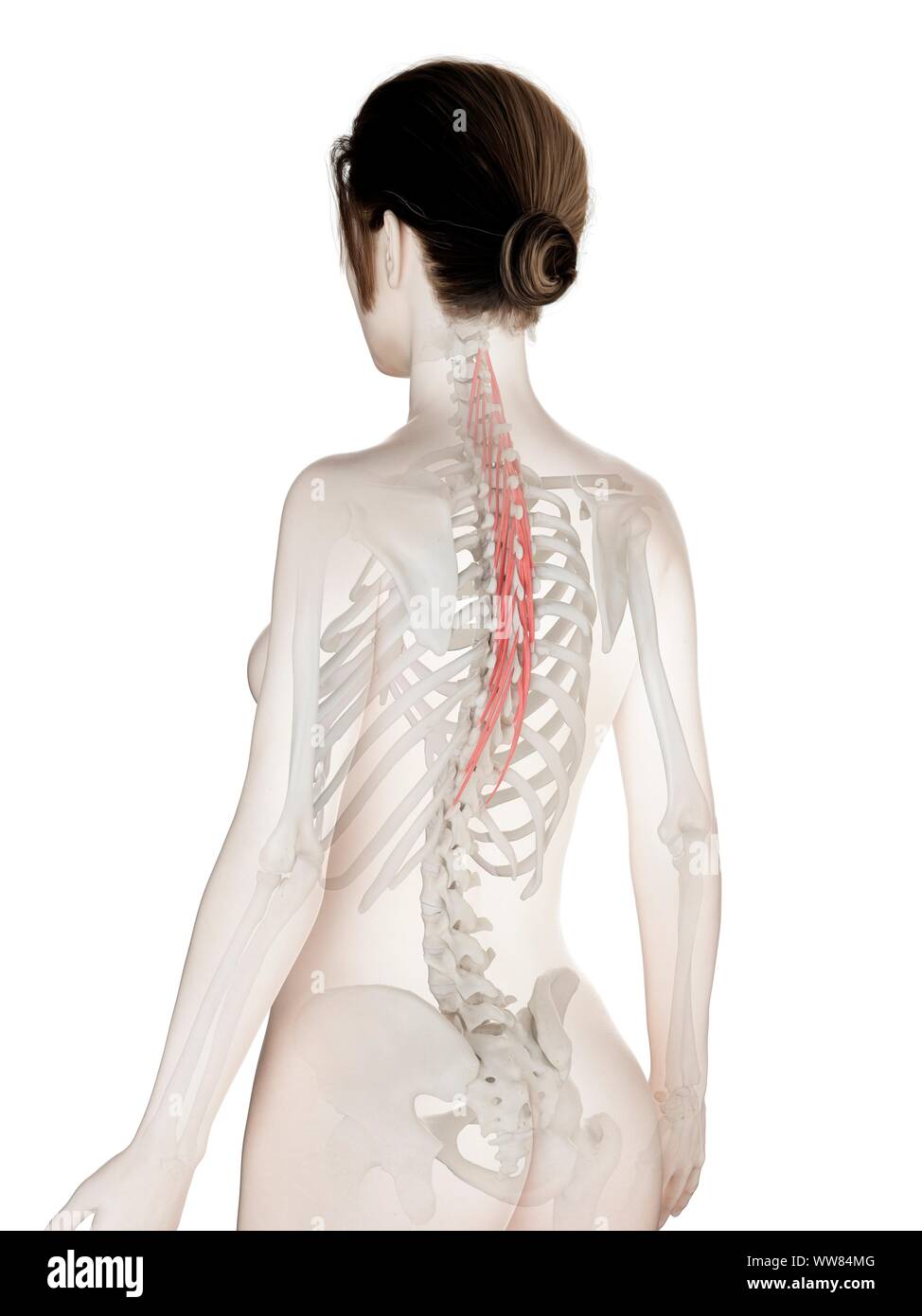 Semispinalis thoracis Muskel, Abbildung Stockfoto