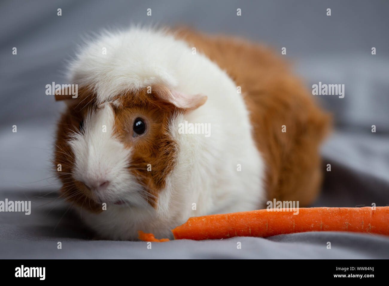 Meerschweinchen Gemüse essen Stockfoto