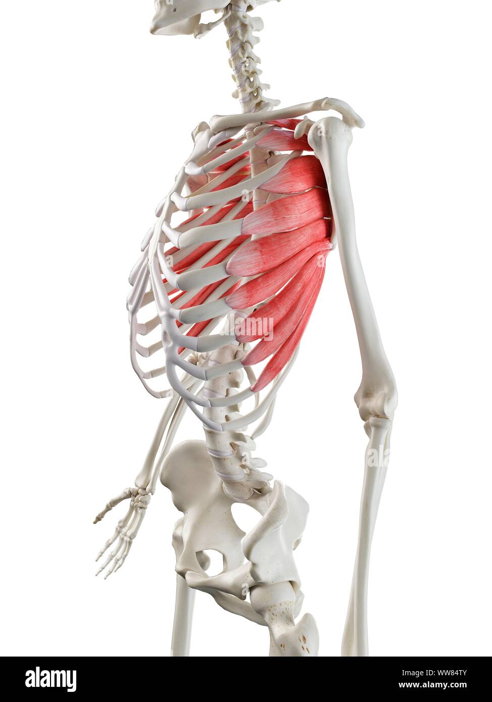 Serratus anterior Muskel, Abbildung Stockfoto