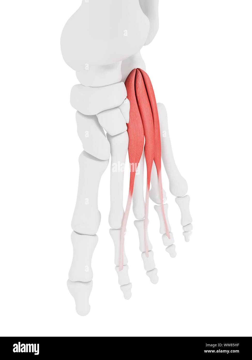 Extensor digitorum brevis Muskel, Abbildung Stockfoto