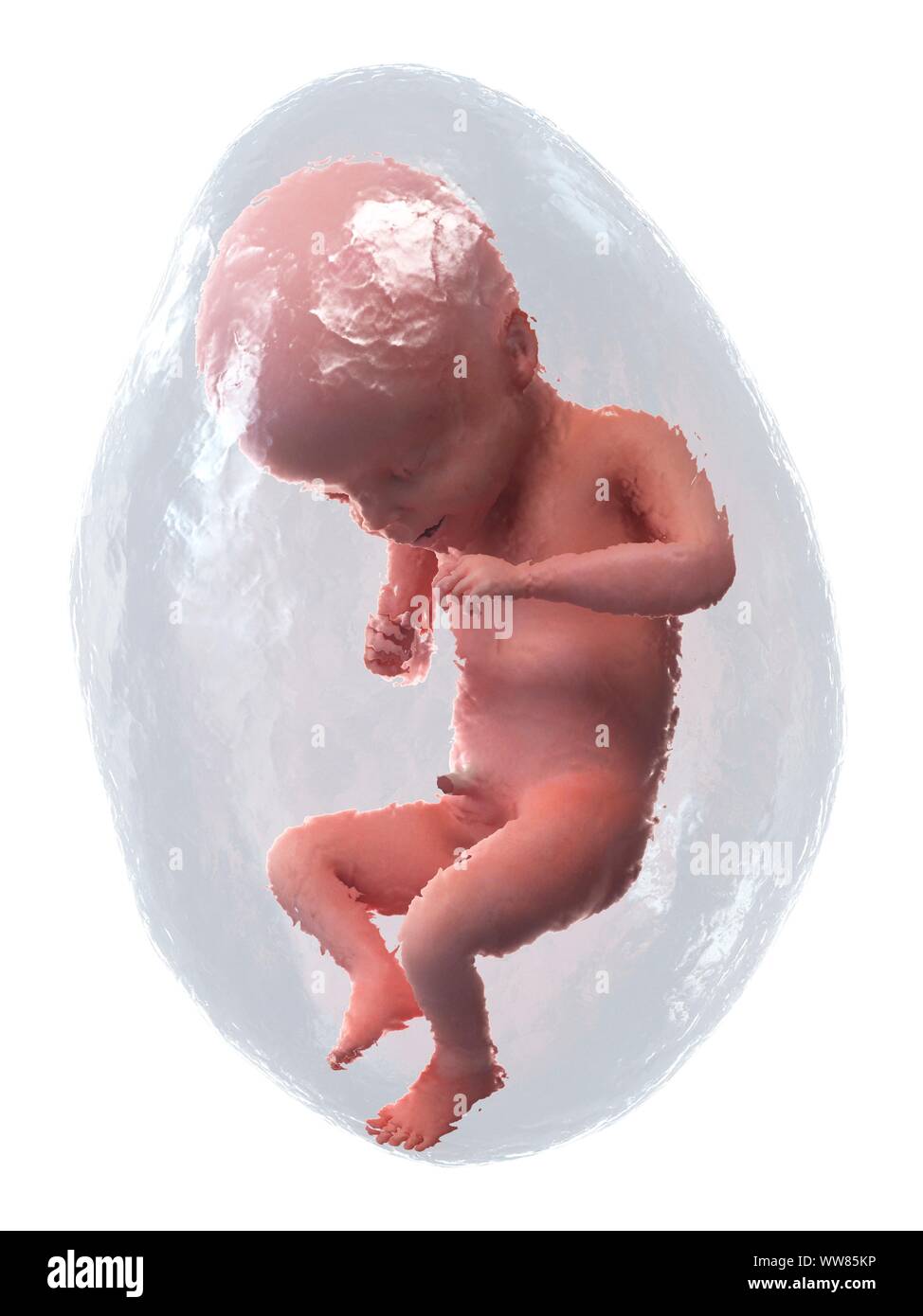Fetus in Woche 21, Abbildung Stockfoto