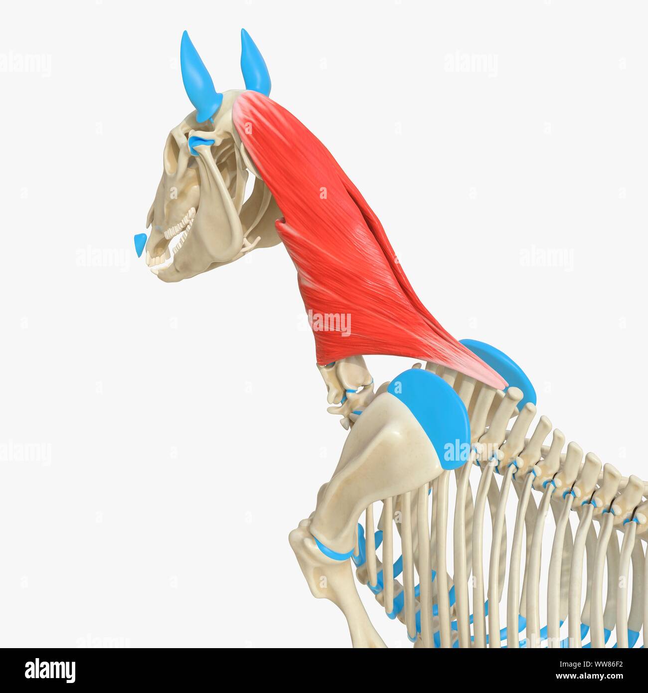 Pferd splenius Muskel, Abbildung Stockfoto