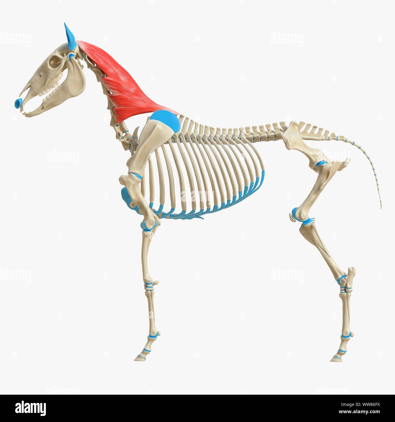 Pferd splenius Muskel, Abbildung Stockfoto