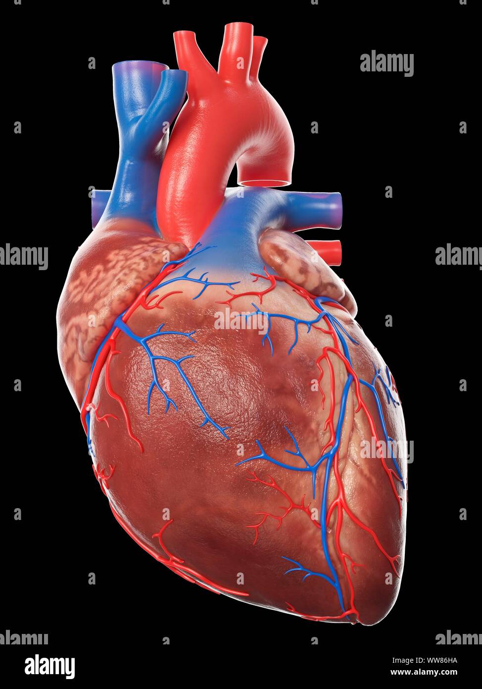 Koronararterien Lungenkapillaren Stockfotos Und Bilder Kaufen Alamy