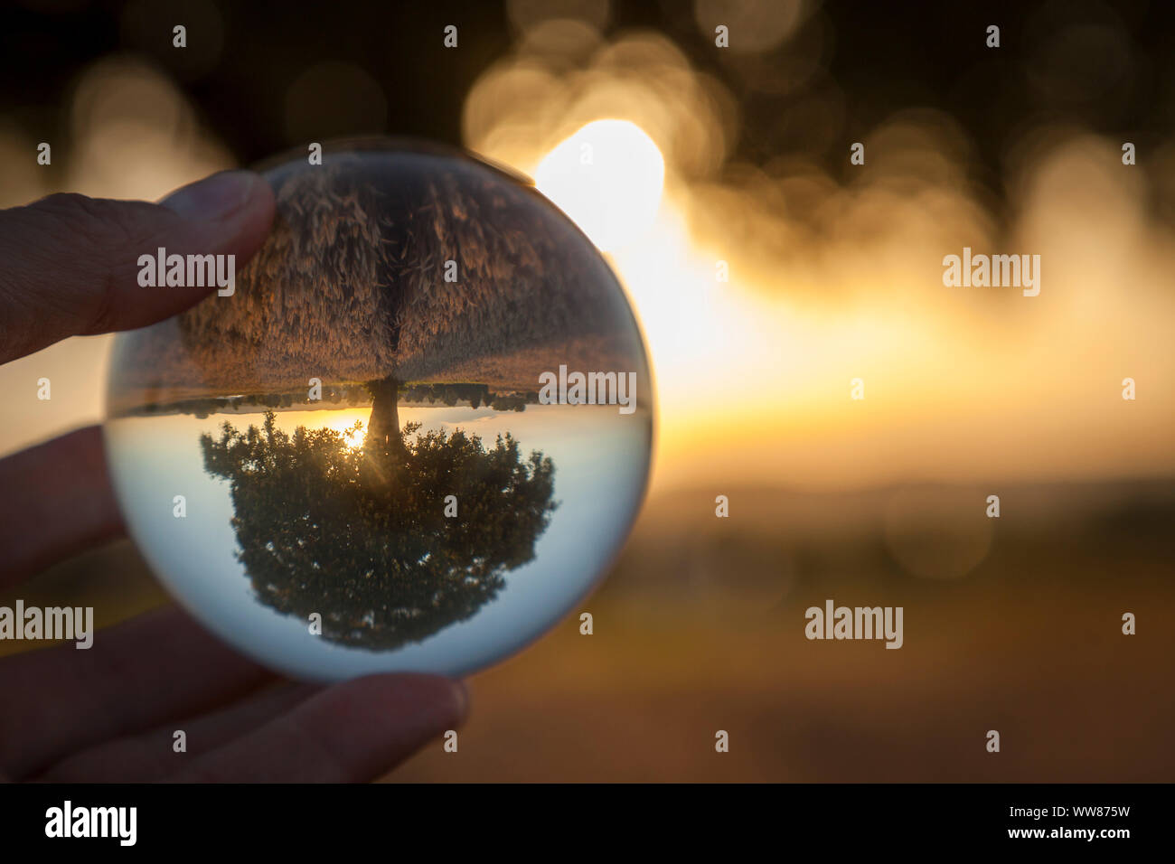 Deutschland, Bayern, einsamen Baum im Abendlicht spiegelt sich kopfüber in Glaskugel Stockfoto