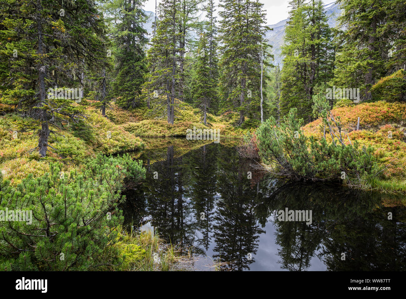 Rauriser Urwald, Wald und Moor Pools von Heidelbeeren, HÃ¼ttwinkltal, Nationalpark Hohe Tauern Raurisertal, Kolm Saigurn, Salzburg, Österreich, September 2018 umgeben Stockfoto