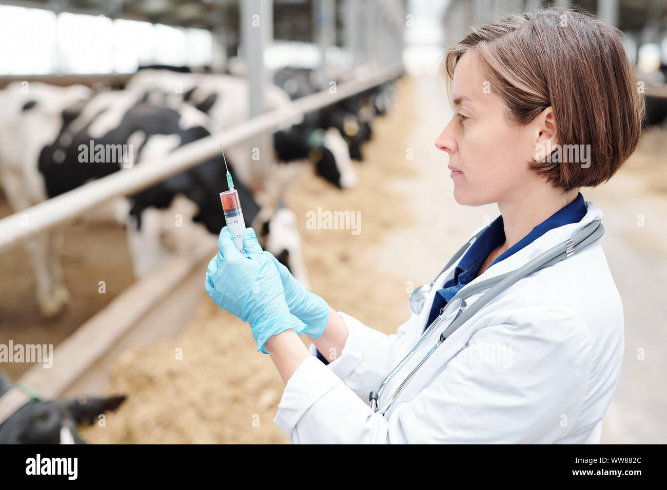 Junge schwere Tierarzt in Jungtieren und Gummihandschuhe Vorbereitung Impfstoff Stockfoto