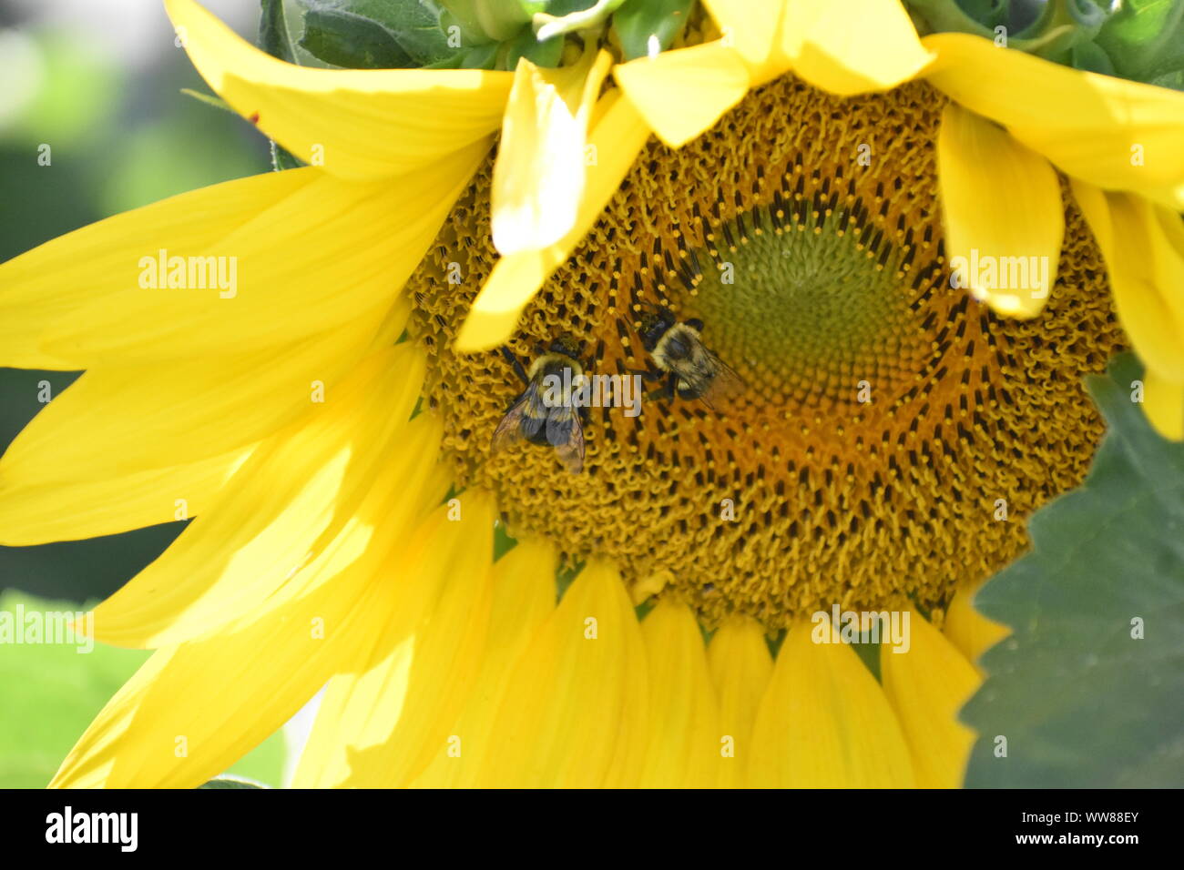 Sonnenblumen Sonnenblumen auf einem Bauernhof Stockfoto