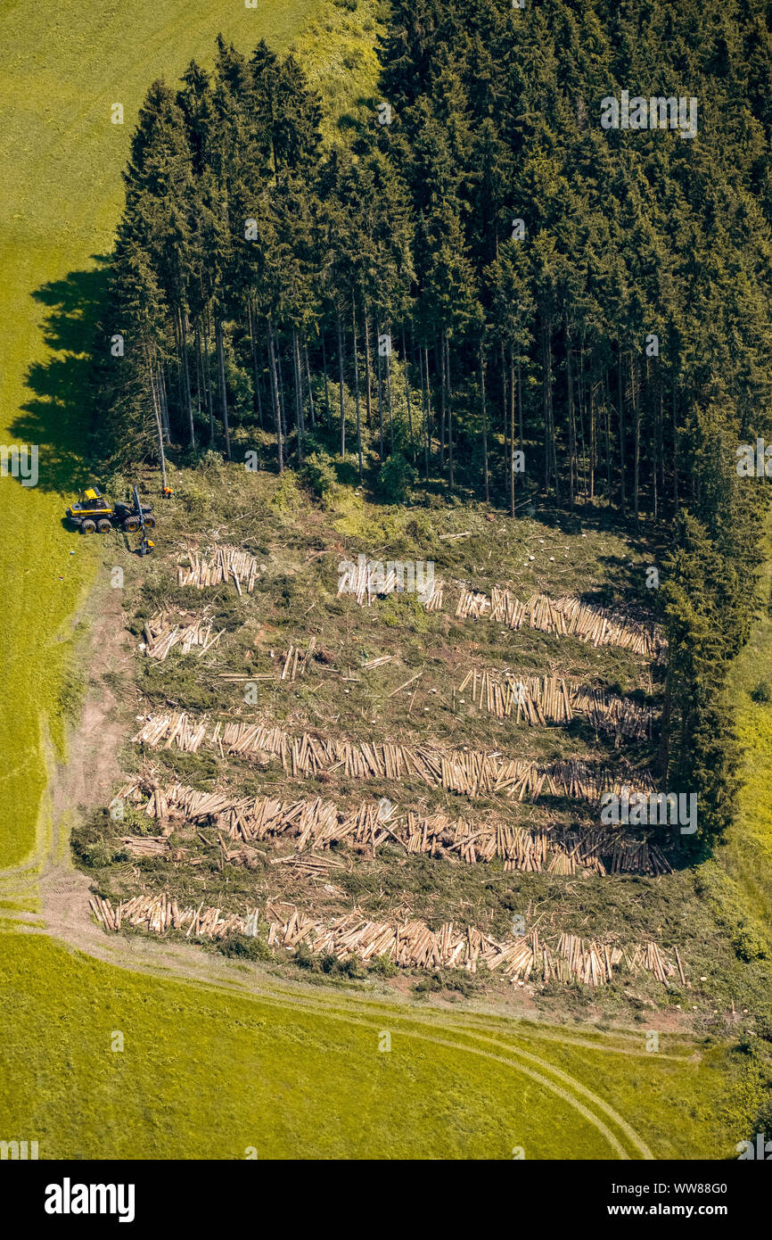 Luftaufnahme, Forstarbeiten, Logging, gefällte Bäume, Forstwirtschaft auf dem Weg vor dem Holzborn, Meschede, Sauerland, Nordrhein-Westfalen, Deutschland Stockfoto