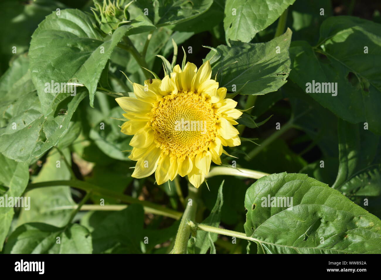 Sonnenblumen Sonnenblumen auf einem Bauernhof Stockfoto