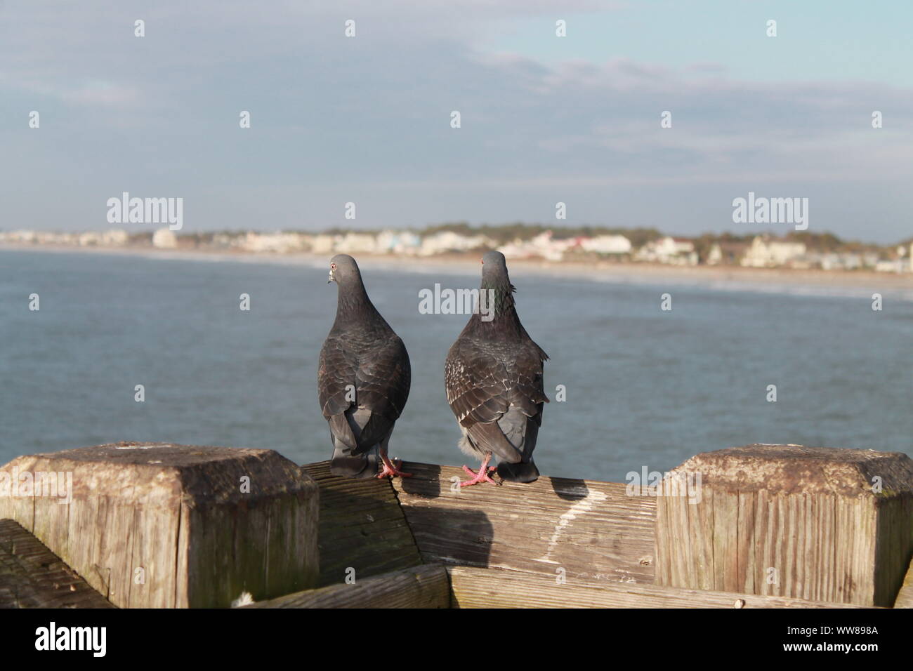 Zwei Tauben beobachten das Meer Stockfoto