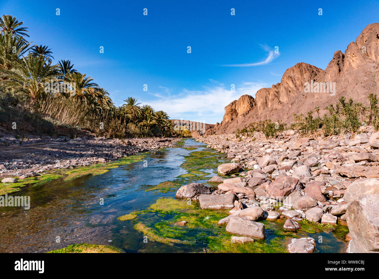 Frische Flusses im schönen Oase in der Wüste Natur Landschaft in der Nähe von Oasis De Fint Ourzazate in Marokko, Nordafrika Stockfoto