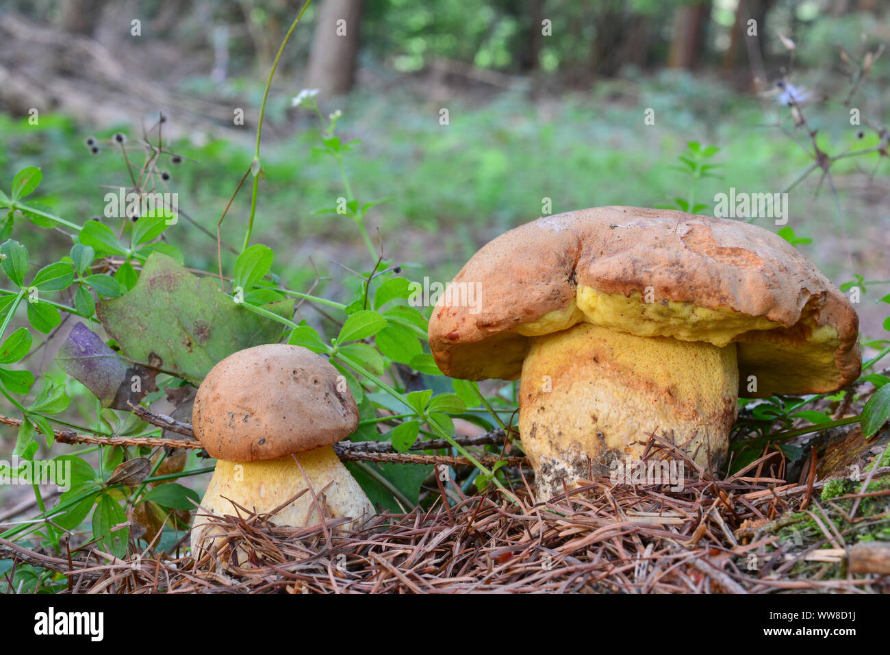 Zwei junge Muster essbar, aber seltene Pilze Steinpilze subappendiculatus im natürlichen Lebensraum, Berg Fichtenwald, oft verwechselt mit Boletu Stockfoto