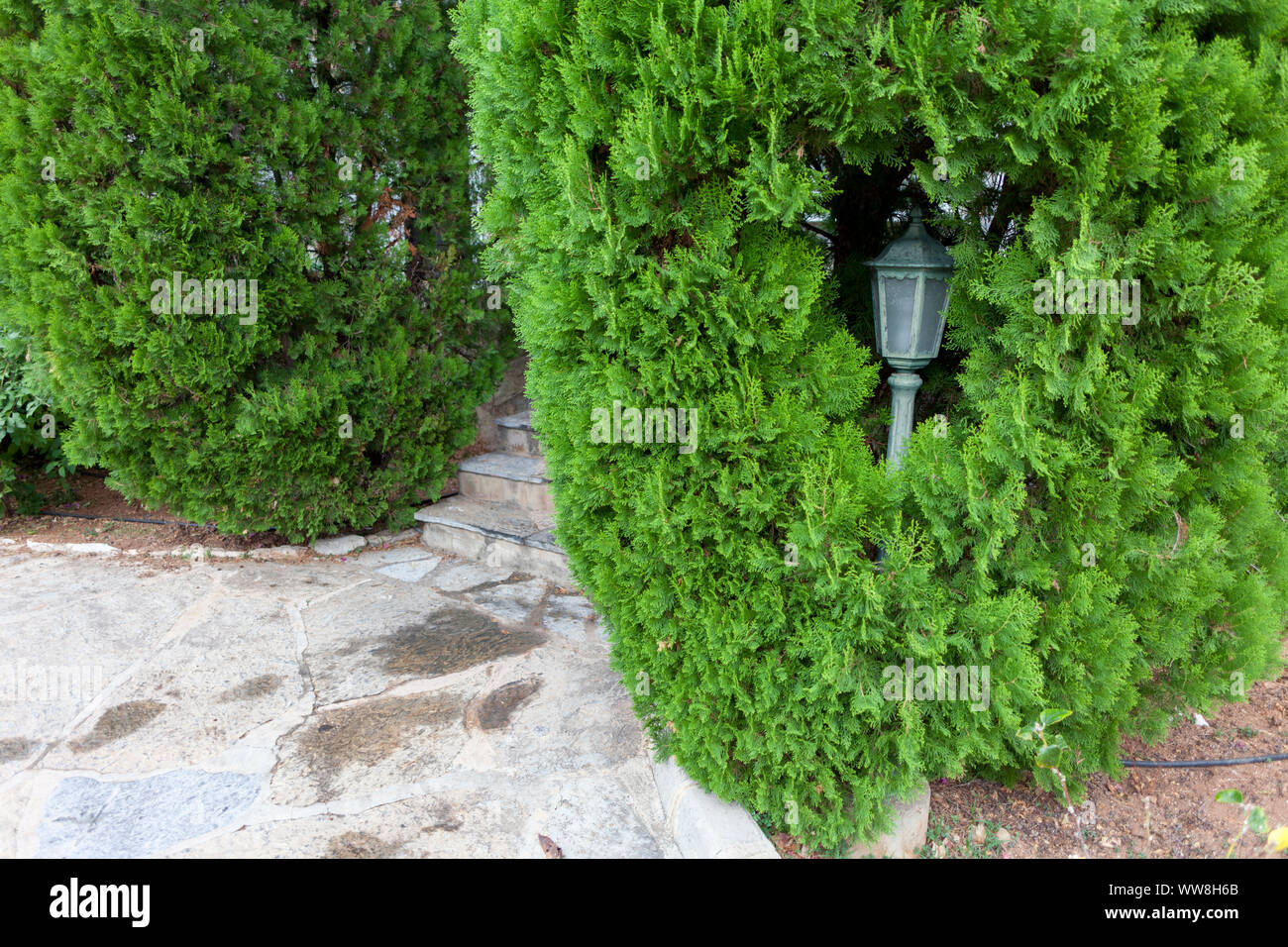 Lichtabsorber Thuja, Provinz Mugla, Türkei Stockfoto