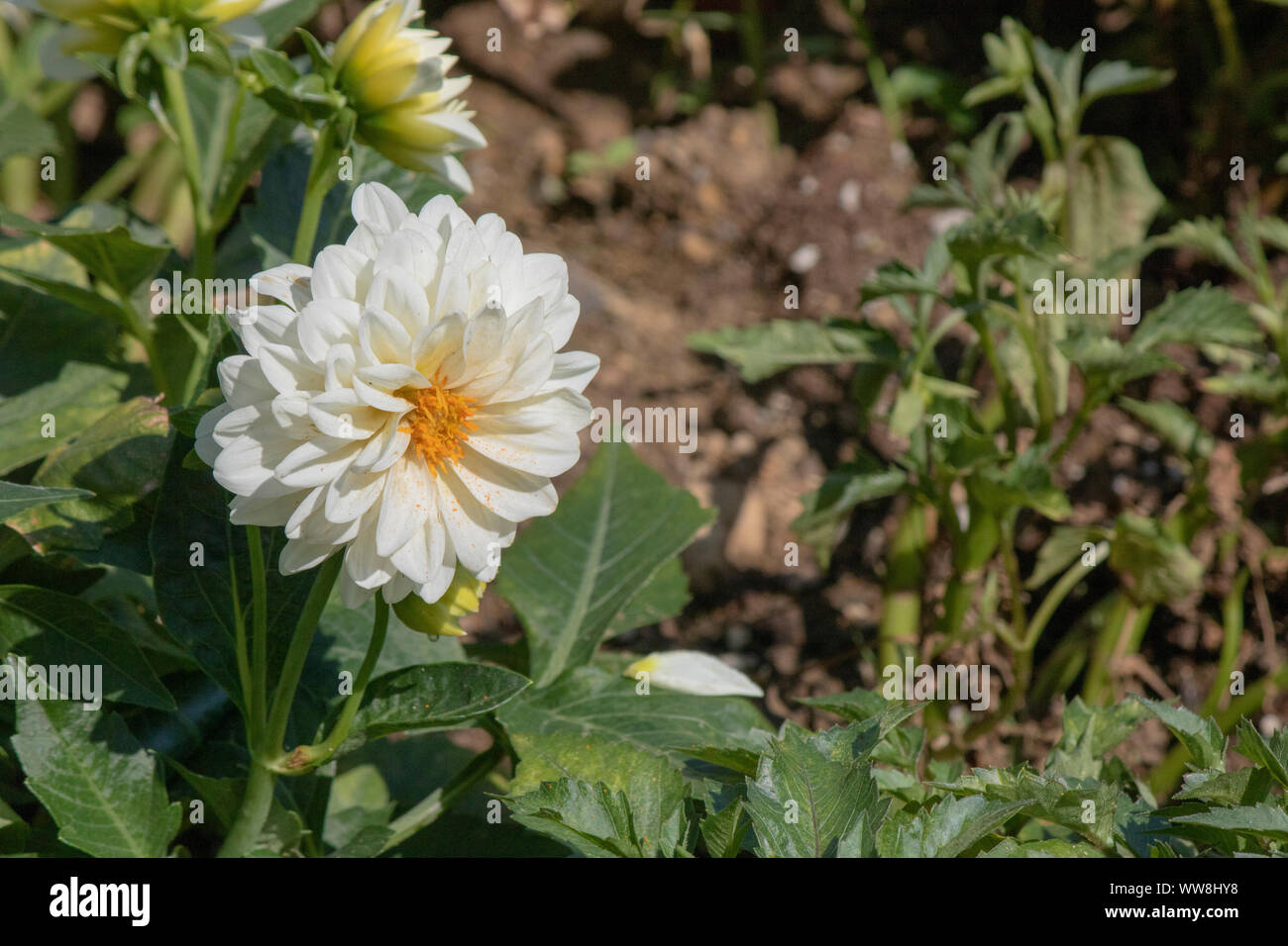 Nahaufnahme von Dahlia pinnata weiße Blume. Unscharfer Hintergrund. Stockfoto