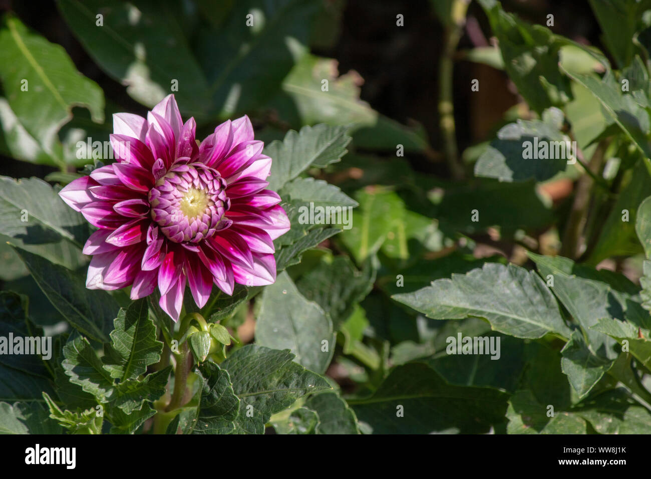 Nahaufnahme von Dahlia pinnata Lila Blume. Unscharfer Hintergrund. Stockfoto