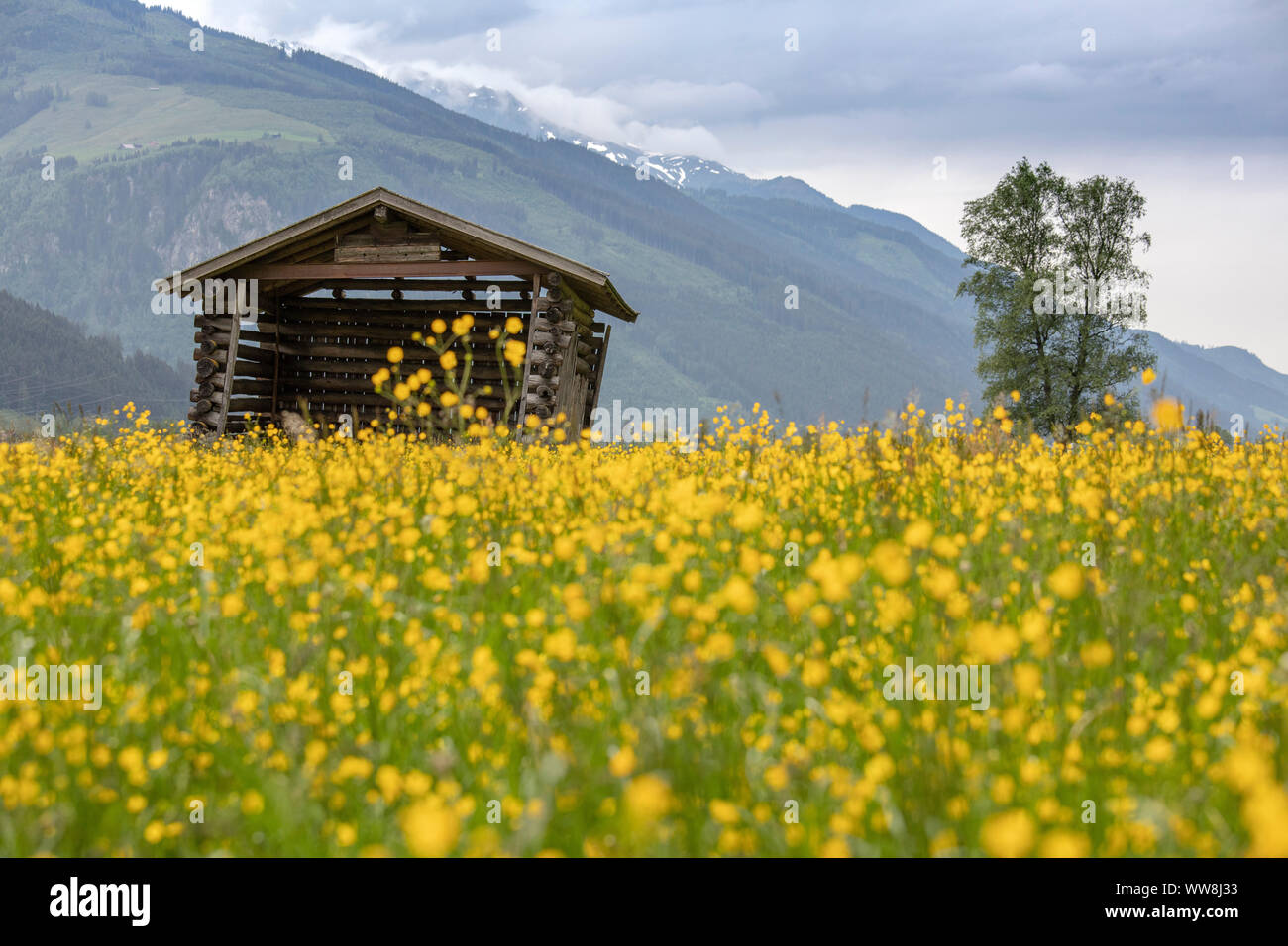 Blume Wiesen entlang der Straße zwischen Uttendorf und Lengdorf, Bezirk Zell am See, Salzburg, Österreich Stockfoto